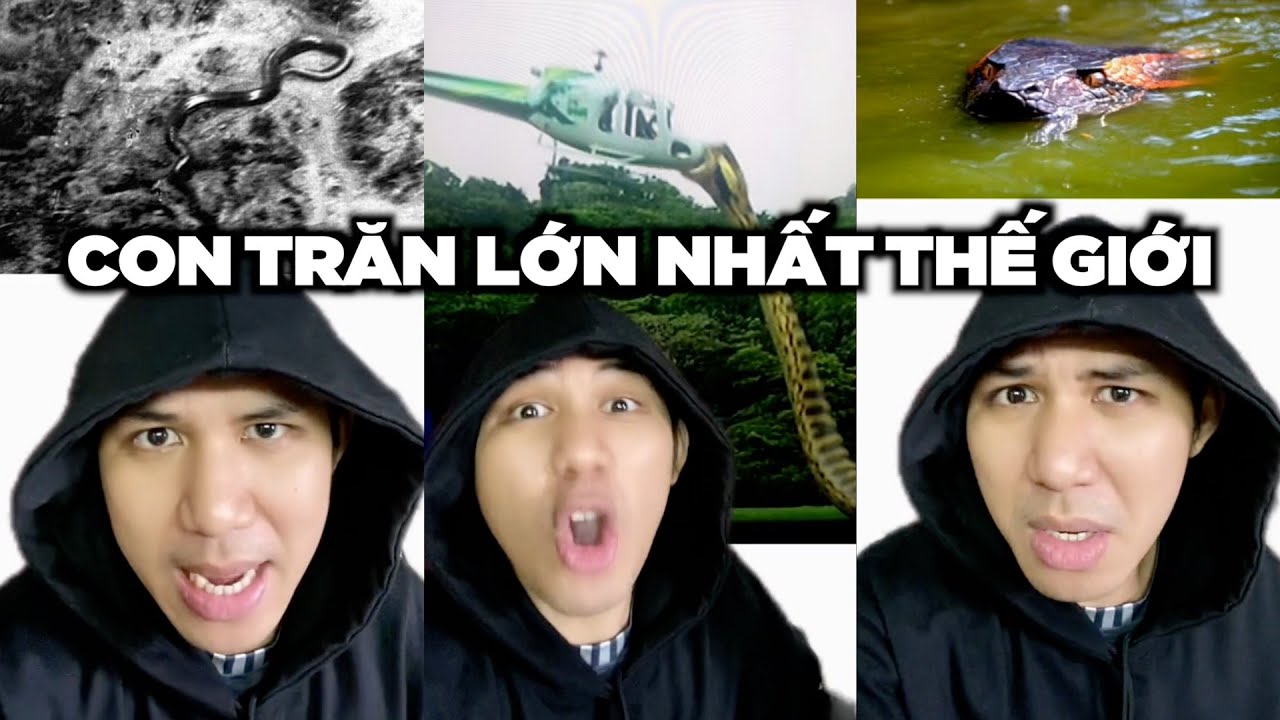 Bí Ẩn Con Trăn Lớn Nhất Thế Giới | ĐIỀU THÚ VỊ CÓ THỂ BẠN CHƯA BIẾT (P521-530)
