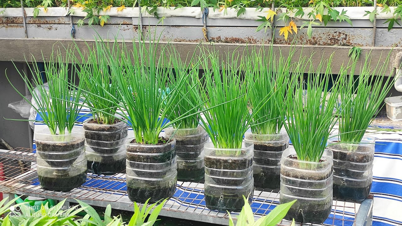 Cách trồng hành lá trong bình 5lít không cần tưới nước mỗi ngày   | Khoa Hien 615