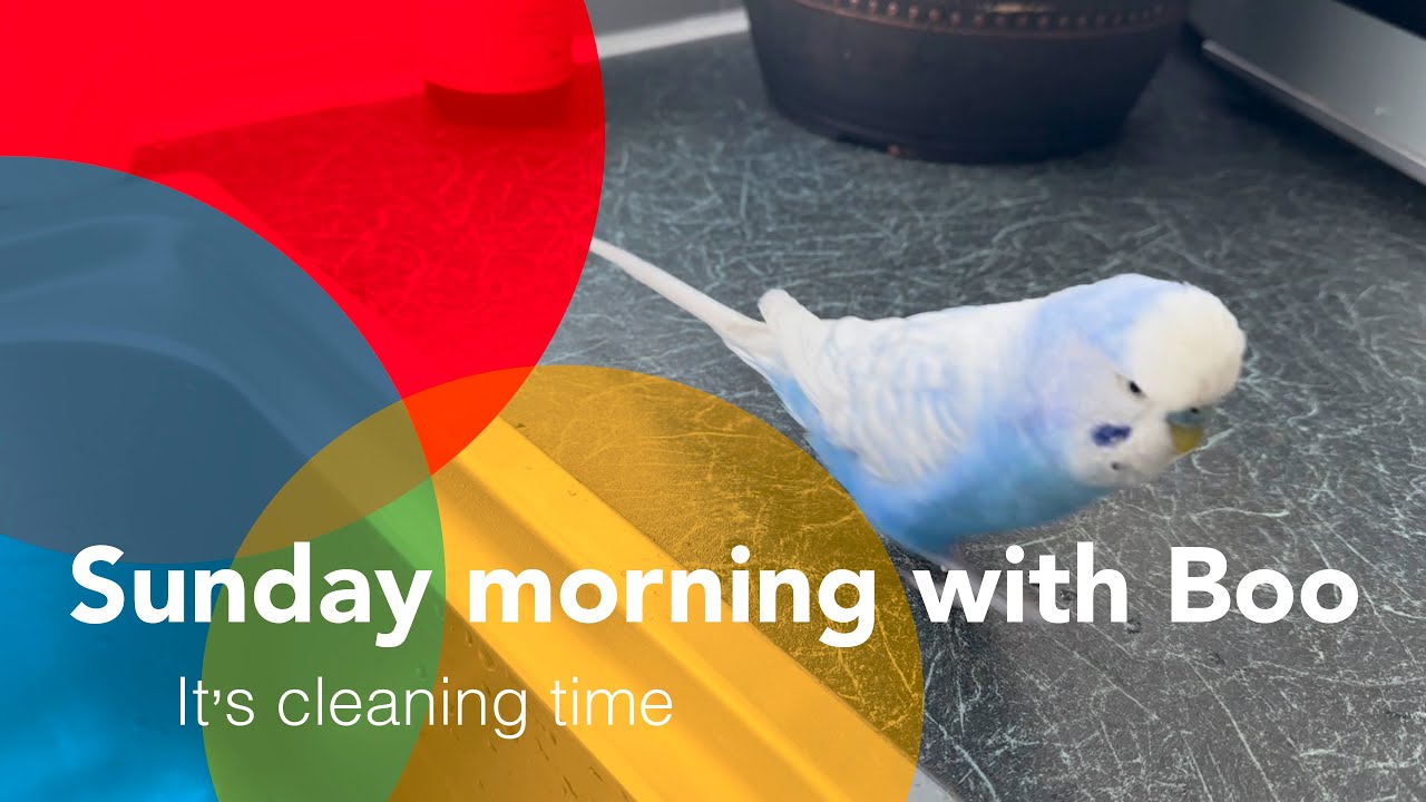 Cleaning up after Boo