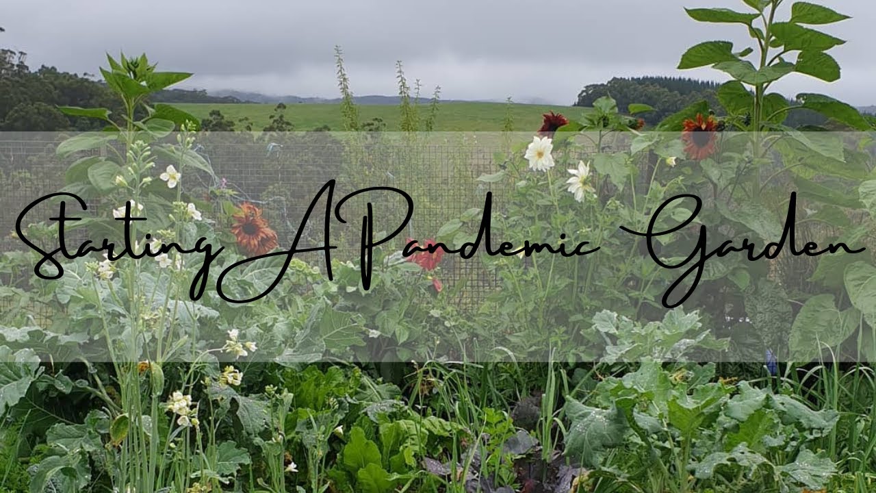 Pandemic Gardening - Starting A Food Garden To Beat Food Shortages #pandemicgarden #preppersgarden