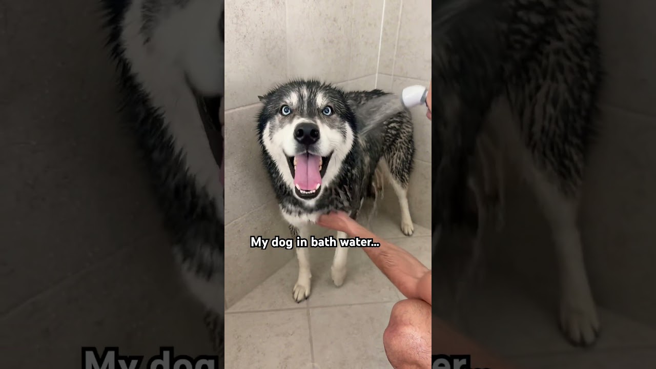 Can someone please explain this to me&hellip; #dog #dogs #husky #huskies #dogsofyoutube