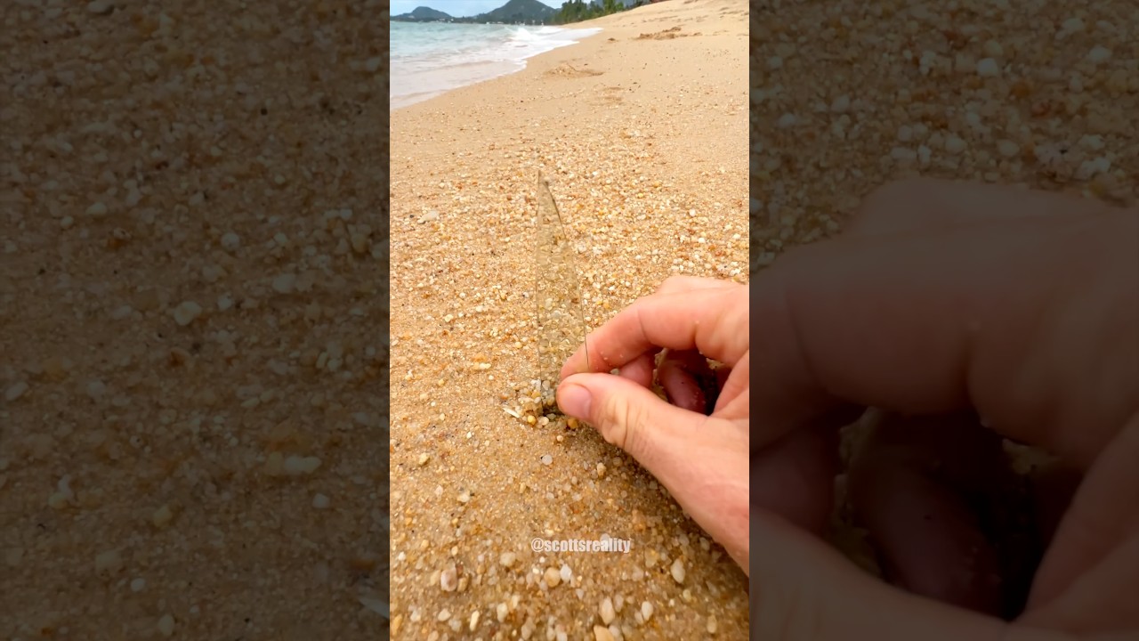 Always be careful when walking on the beach! 😳