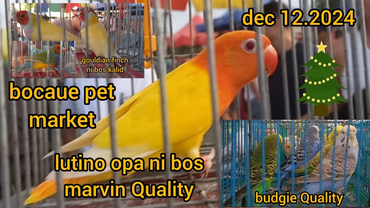 ep#113 dec 12.2024 bocaue pet market ibon serye dame pag pipilian swak sa presyo. tara na👌