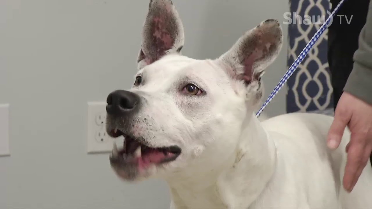 SPCA Pet Parade - April 11 2018