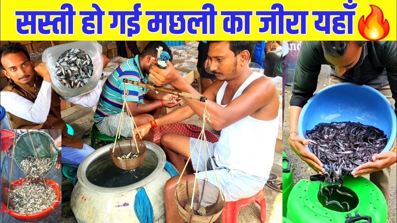Get the Cheapest Fish Seed Here | fish seed hatchery kolkata | fish seed market