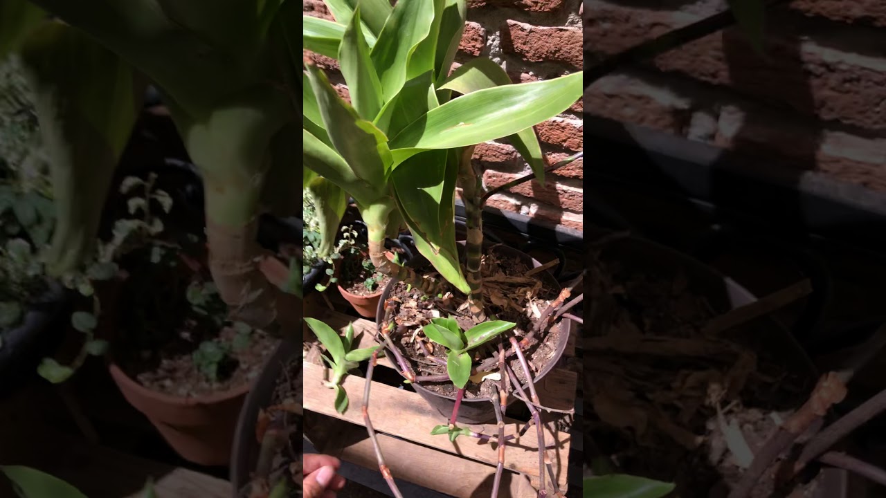 Como cuidar y propagar la suculenta Callisia Fragans
