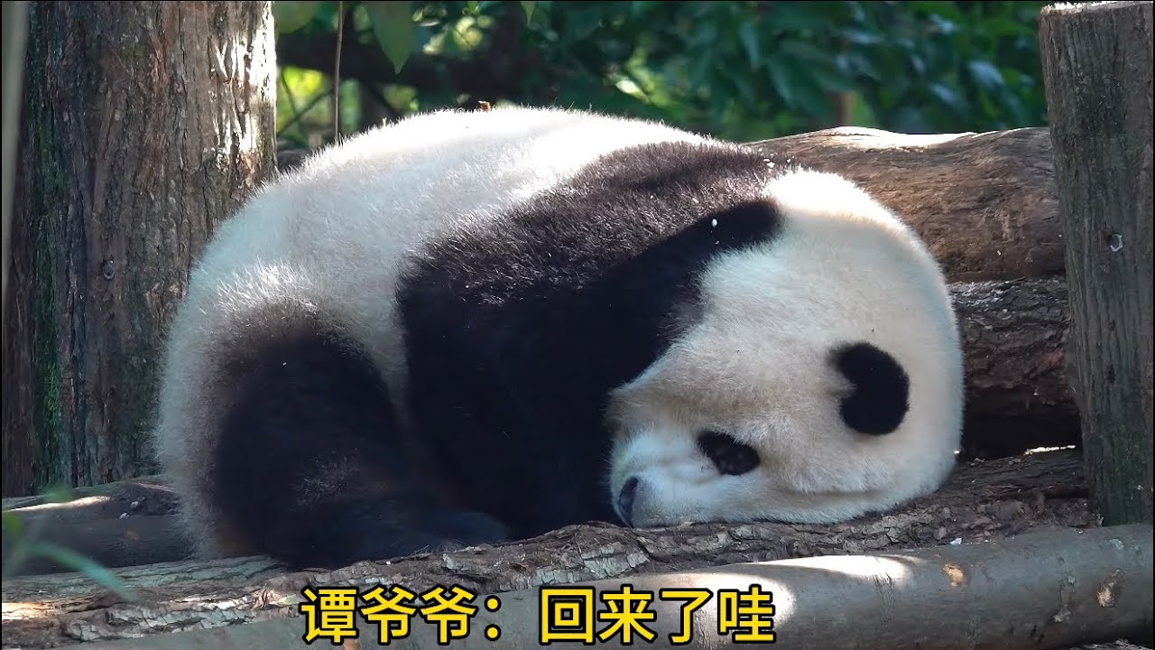 哈哈哈！扭都没扭！笑安逸了😂😂