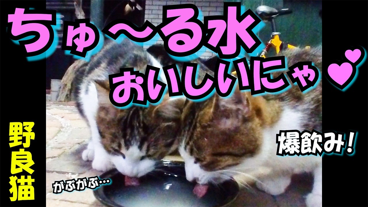 【野良猫】お水は飲まなくても平気にゃ…⁉　#13