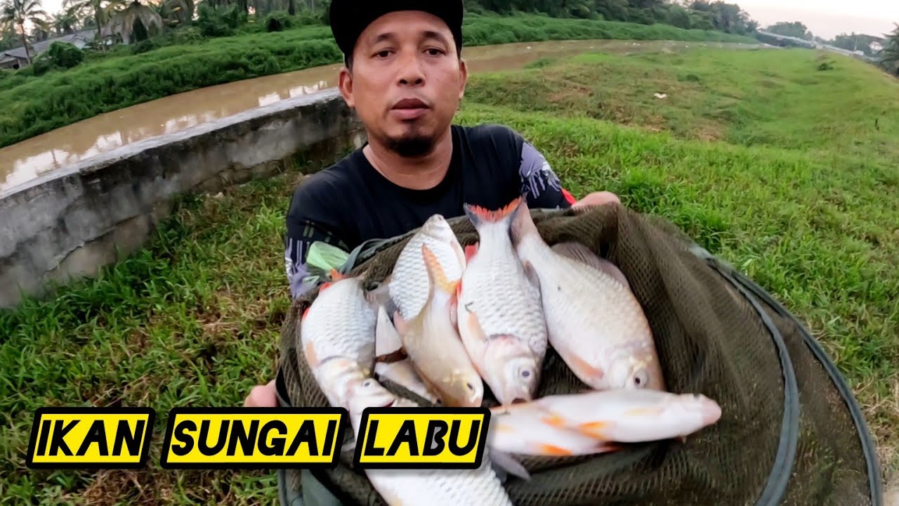 Menjala Ikan Di Sungai Labu  #gengdunia
