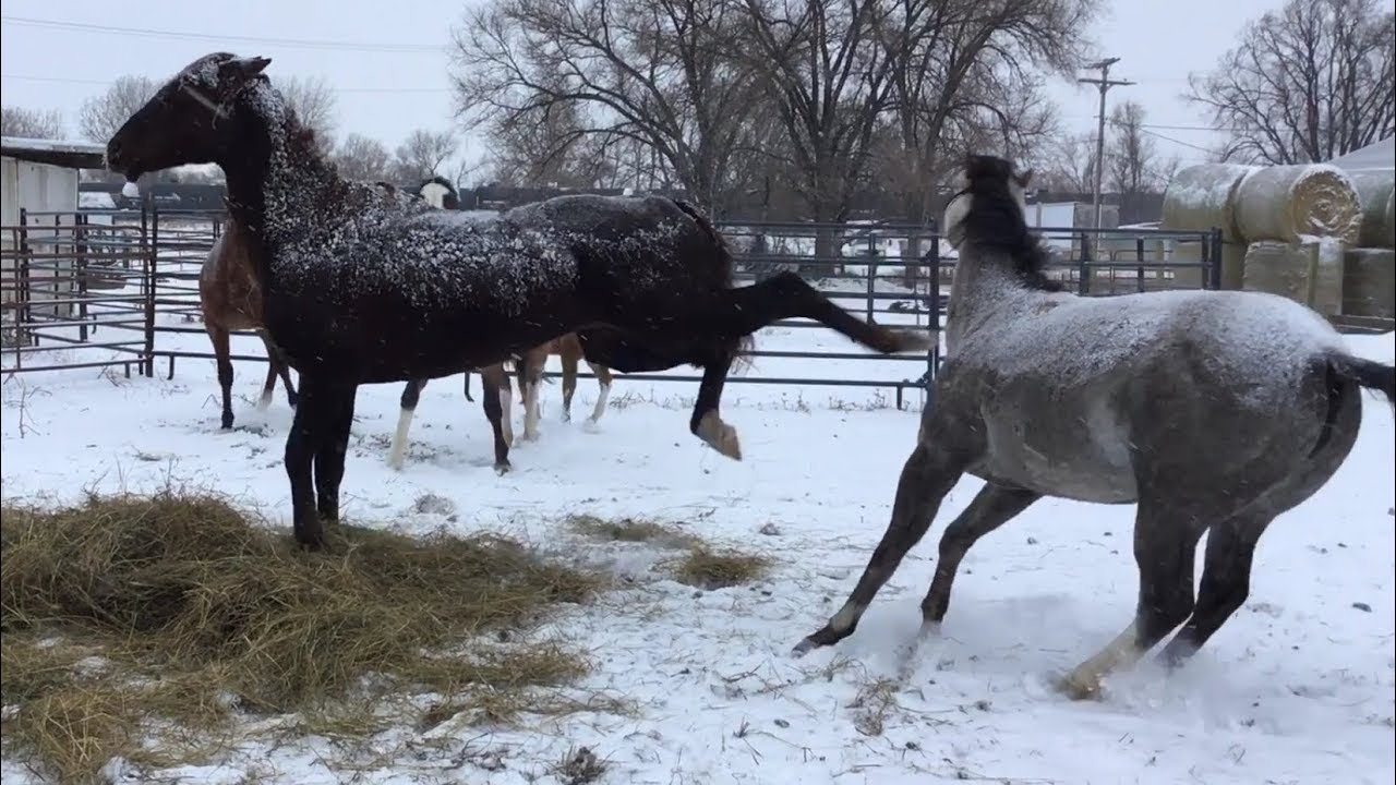 Introducing Two New Horses To An Established Group
