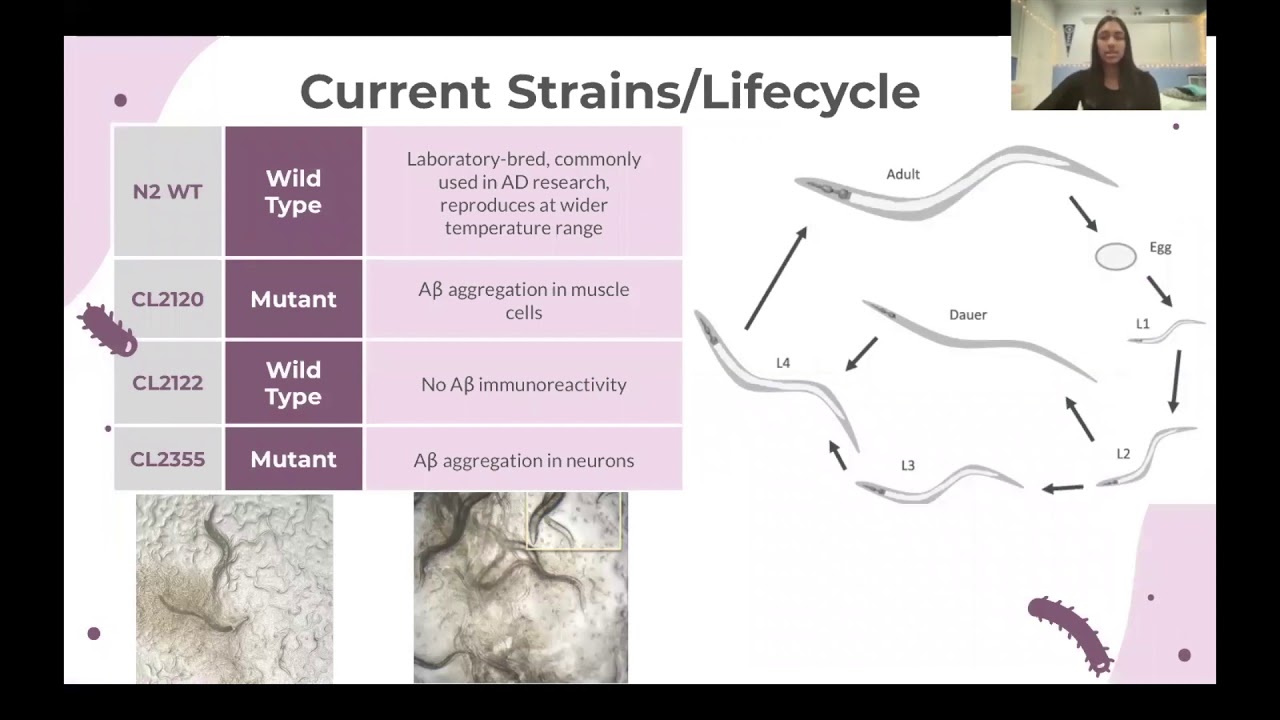Modeling Alzheimer's Disease in Genetically Modified C  Elegan Strains   Khushi Yadav