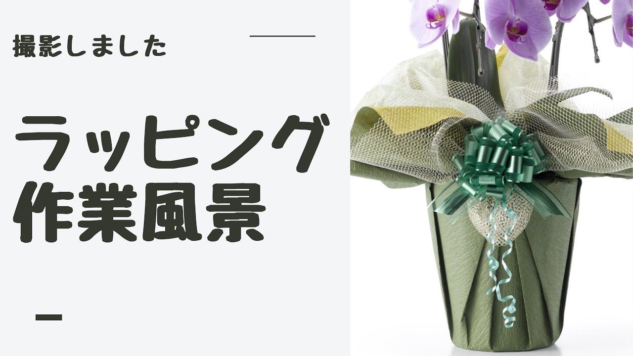 胡蝶蘭のラッピング作業の様子を撮影してみた