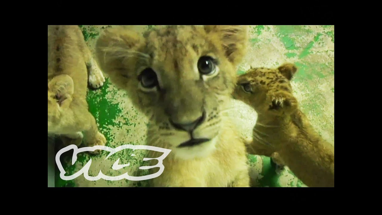 Cute Lion Cubs! | The Cute Show