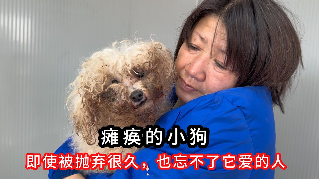 被抛弃的瘫痪毛孩，以为它找到了原来的主人，狗狗的表现让人动容