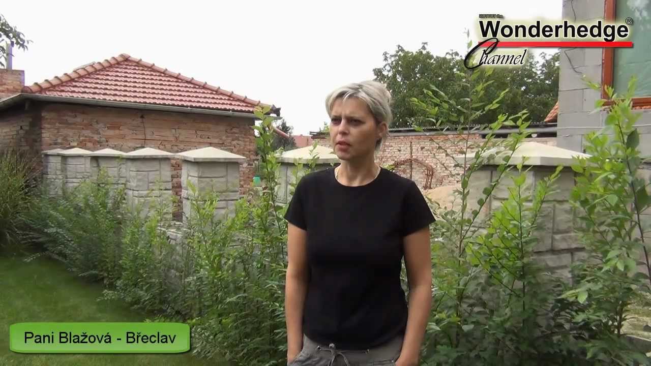 Zázračný živý plot - Sestřih názorů našich klientů z ČR