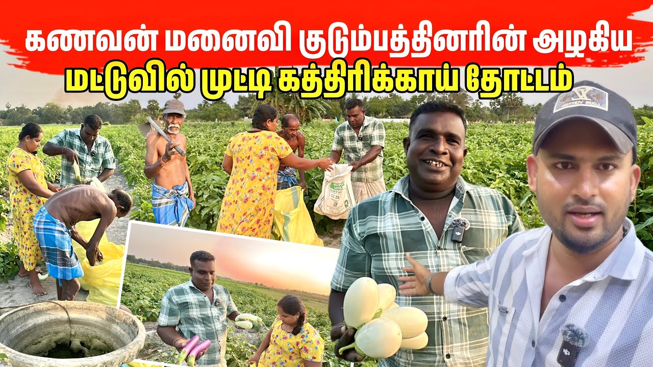 மட்டுவில் ஊரில் வருடத்தில் ஒரு தடவை மட்டும் நடக்கும் அதிசயம் 