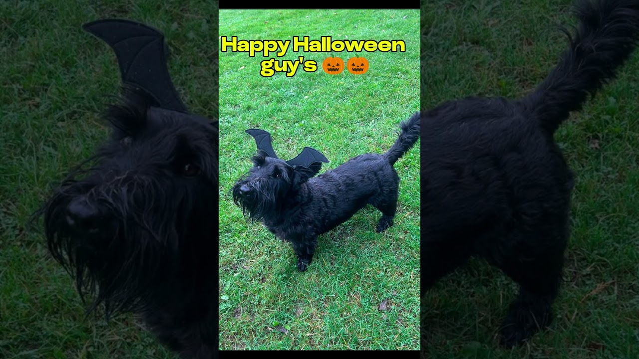 Happy Halloween guys 