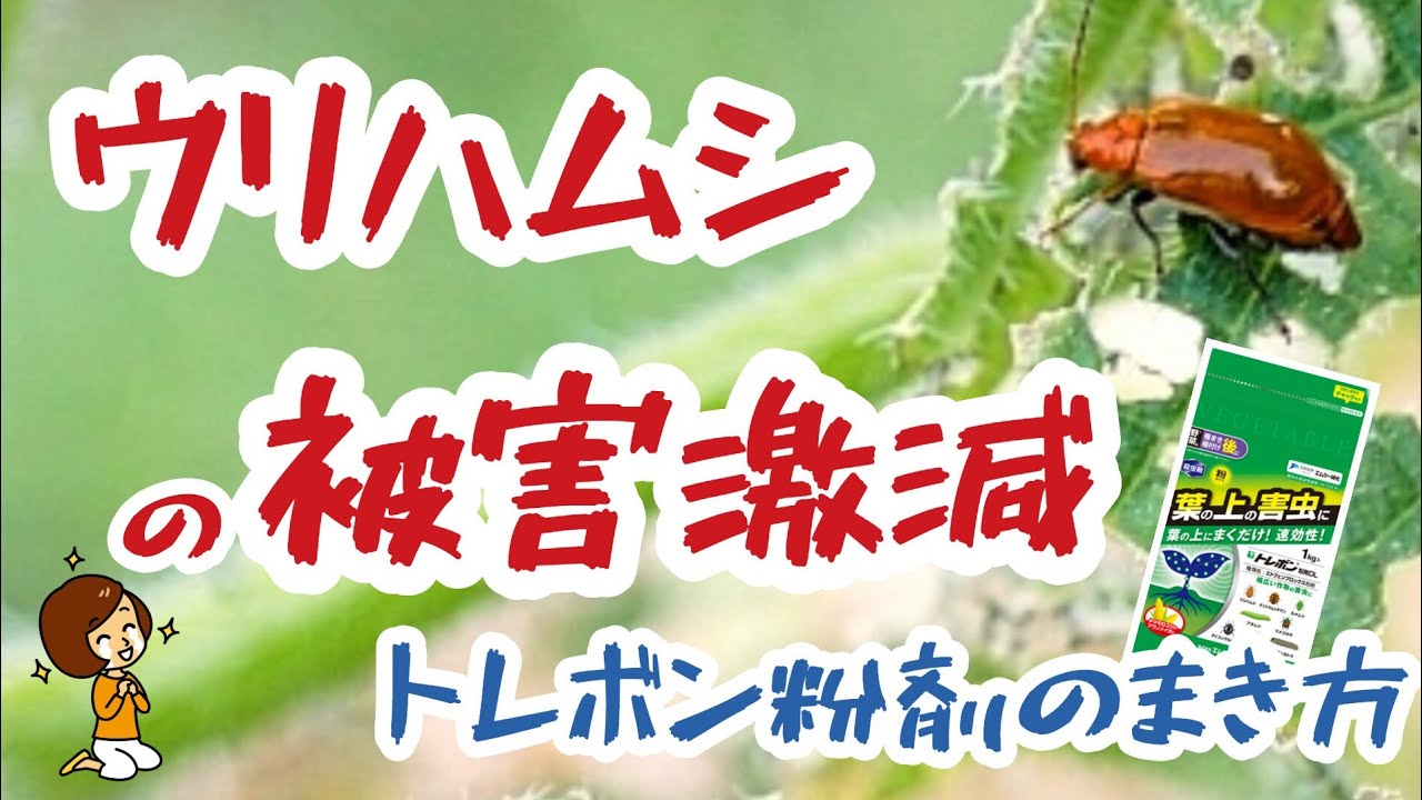 安全にウリハムシ対策・防除！トレボン粉剤の散布法3選【被害激減】【まき方解説】【安全性の高い】