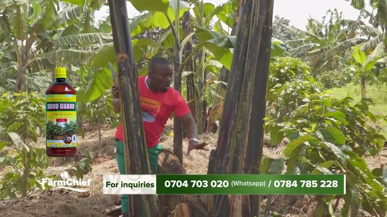 HOW TO LOOK AFTER A BANANA PLANT DURING DRY SEASON