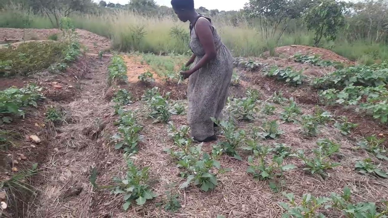 Harvesting from the kitchen garden