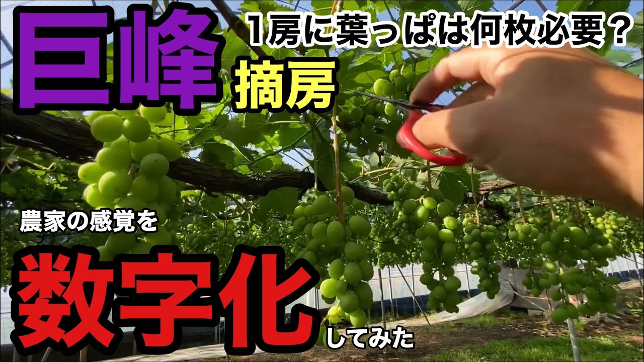 「ぶどうの作業」巨峰の摘房作業、1房に葉っぱ何枚必要か数えてみた。