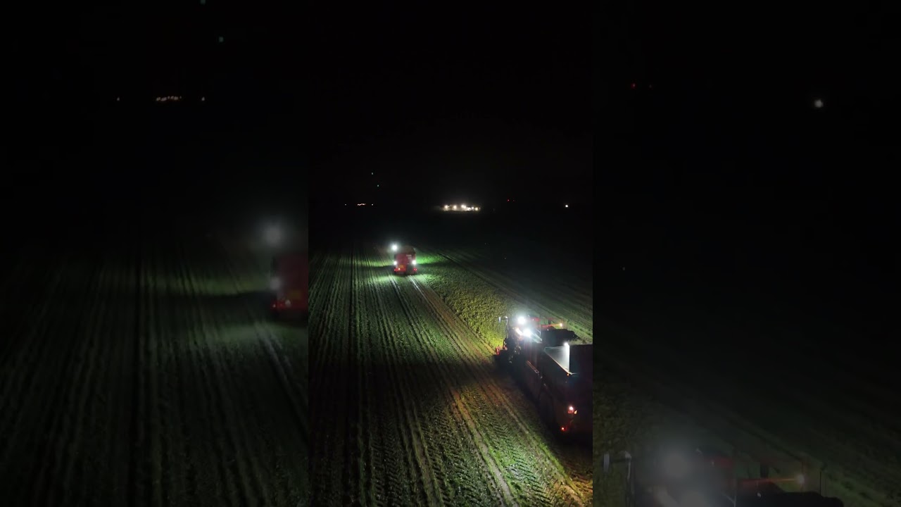 🌱R&eacute;colte des haricots verts de nuit