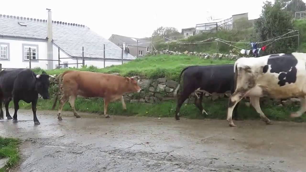 Rush Hour in Fonfria, Spain on the Camino de Santiago