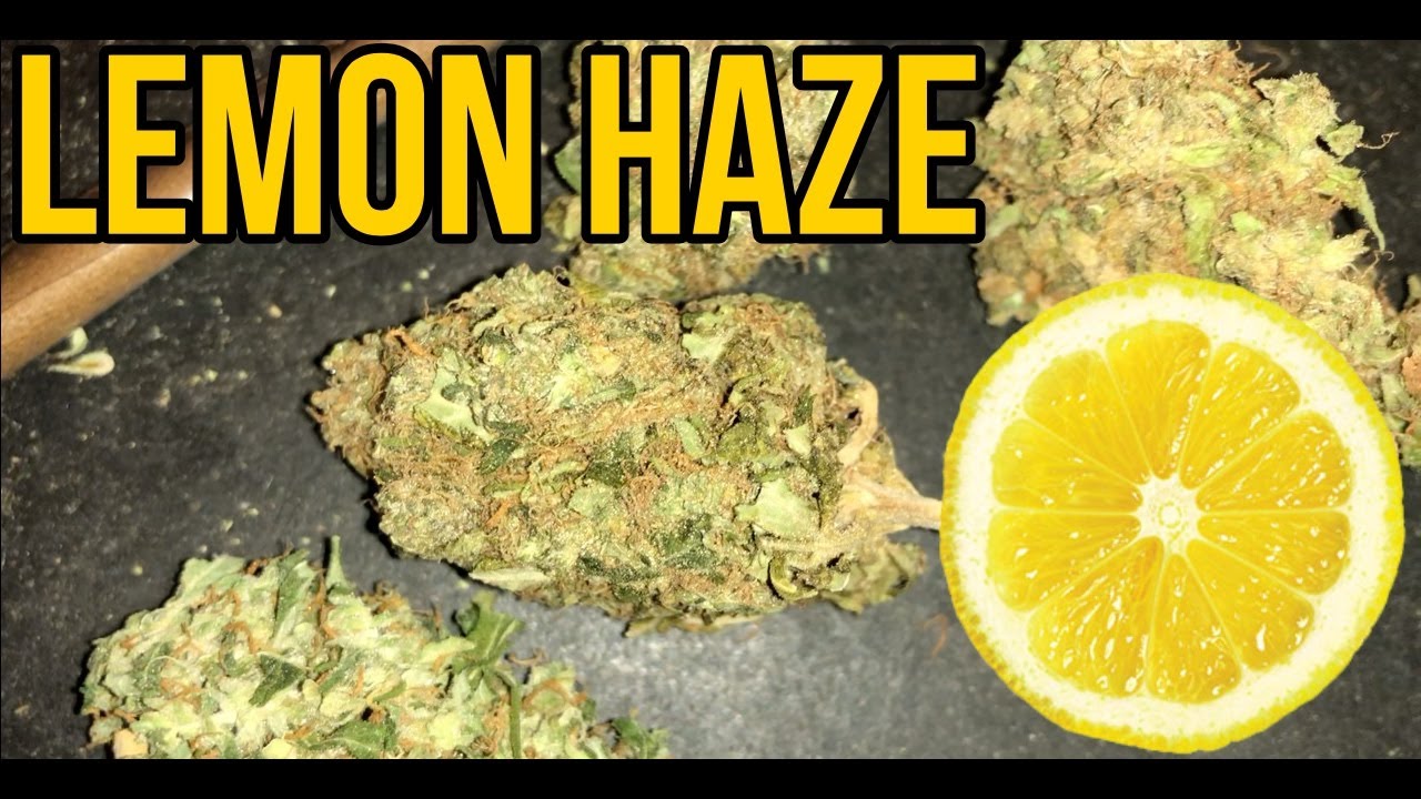 Обзор штамма Lemon Haze