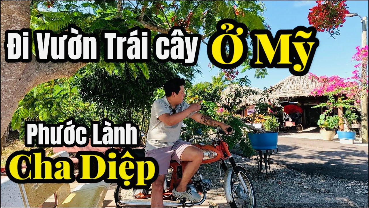 Vườn Trái Cây Ở Mỹ Thoải Mái Hái Xoài Và Ăn Tại Vườn