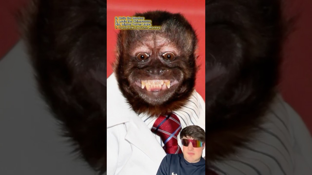 Top 3 Best Monkey Actors Of All Time‼️ #monkey #primate
