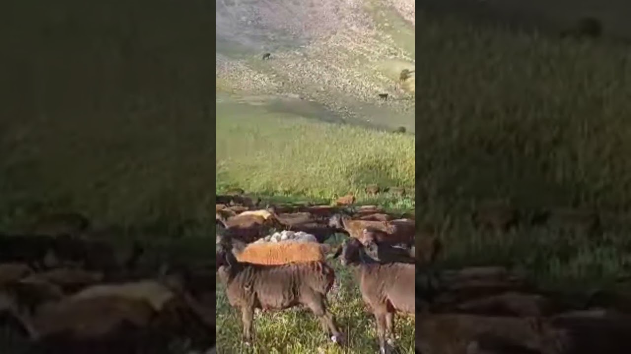 Гиссарский баран и кучкар