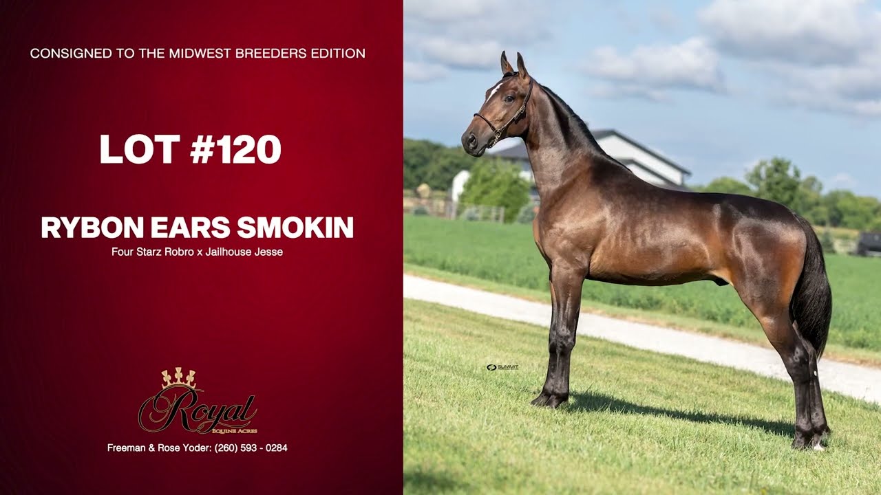 Lot 120. Rybon Ears Smokin