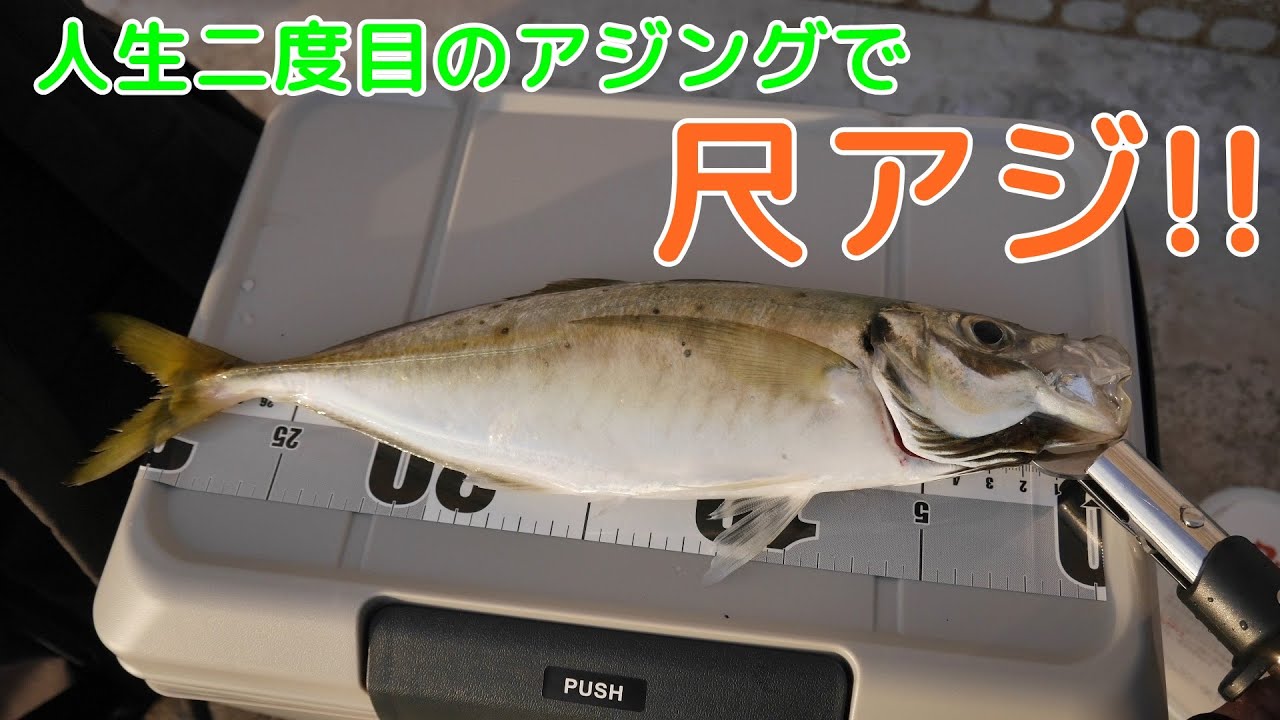 人生2度目のアジングで尺アジ釣れました！【船越漁港】