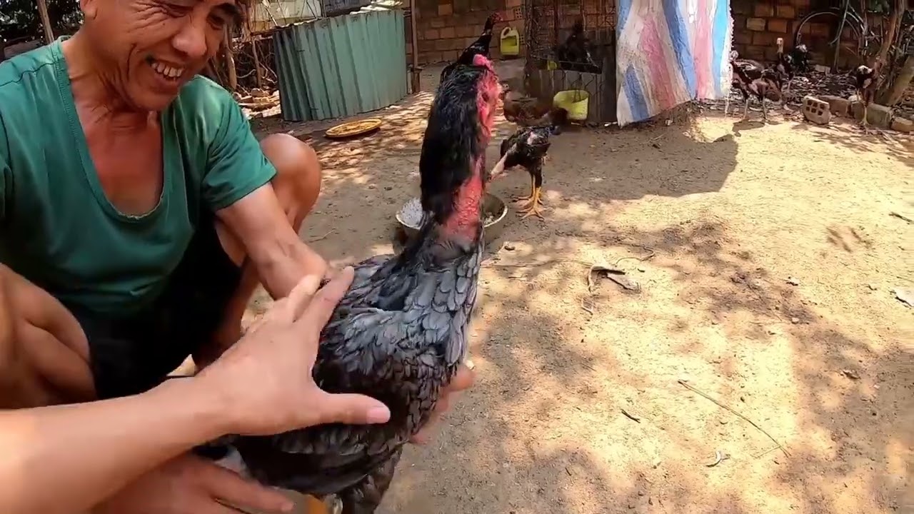 rewieu lai ong chu ban ga choi doc nhat