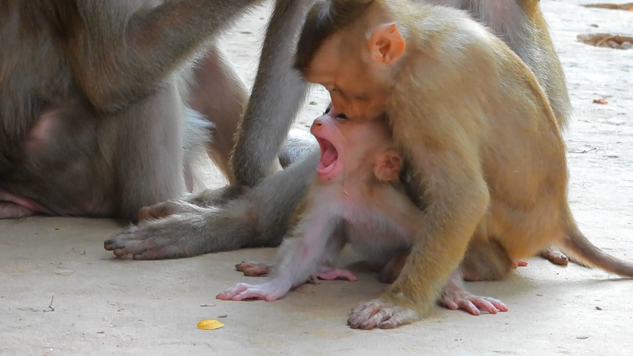 1heck baby teeth to make sure well grow, but Lily see nothing, powerfully cling around mum as olde