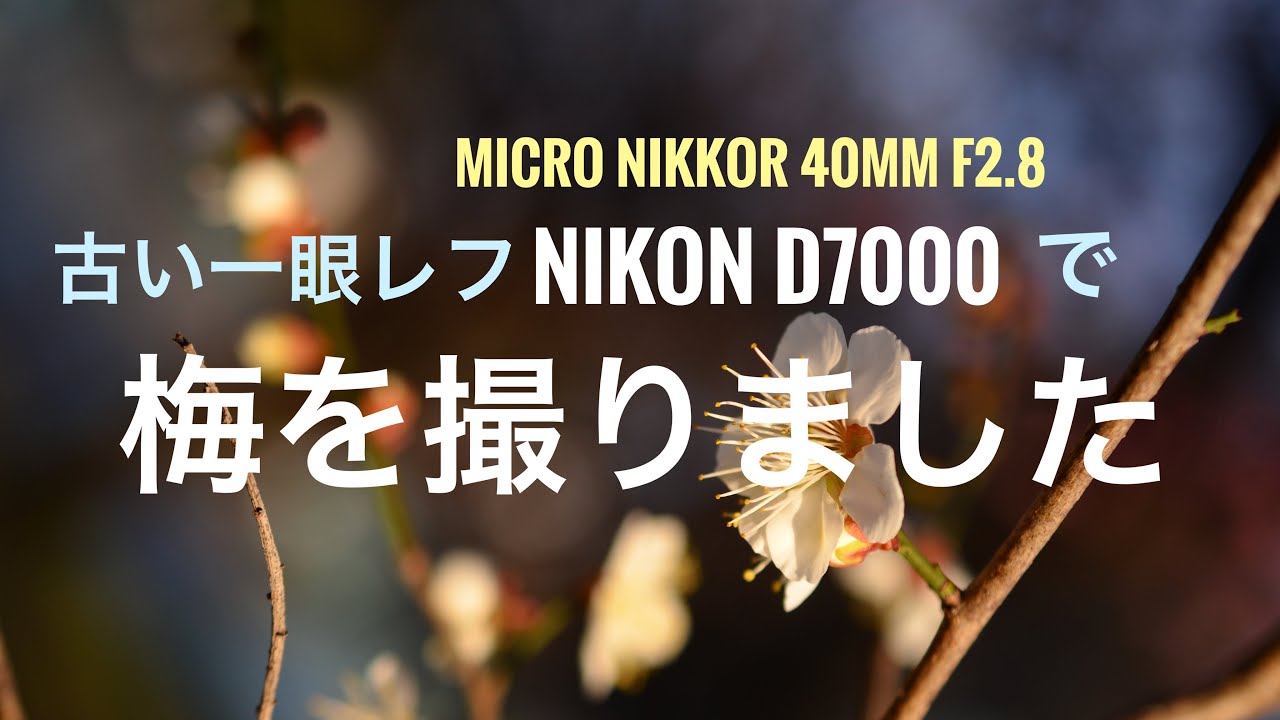 父の形見、Nikon D7000で撮る梅とローカル線。15年前の一眼レフが映し出す春の息吹。