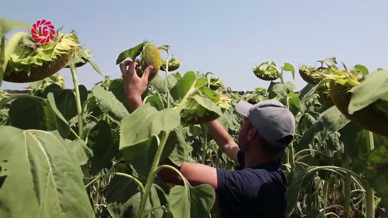 Слънчоглед в технологията Clearfield и Clearfield Plus от LG | ДНИ НА ПОЛЕТО с.Гешаново