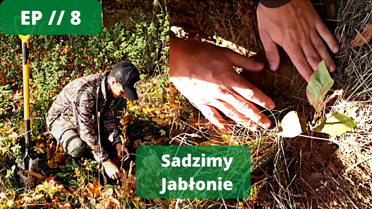 Akcja Sadzonka - Sadzimy sadzonki jabłonki | Staż łowiecki krok po kroku Odc 8 #JakZostaćMyśliwym