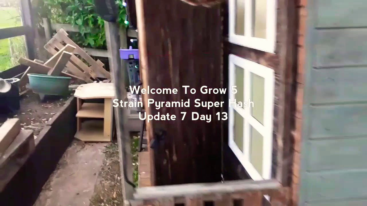 High Life UK Pyramid Super Hash Grow Update 7 ❤