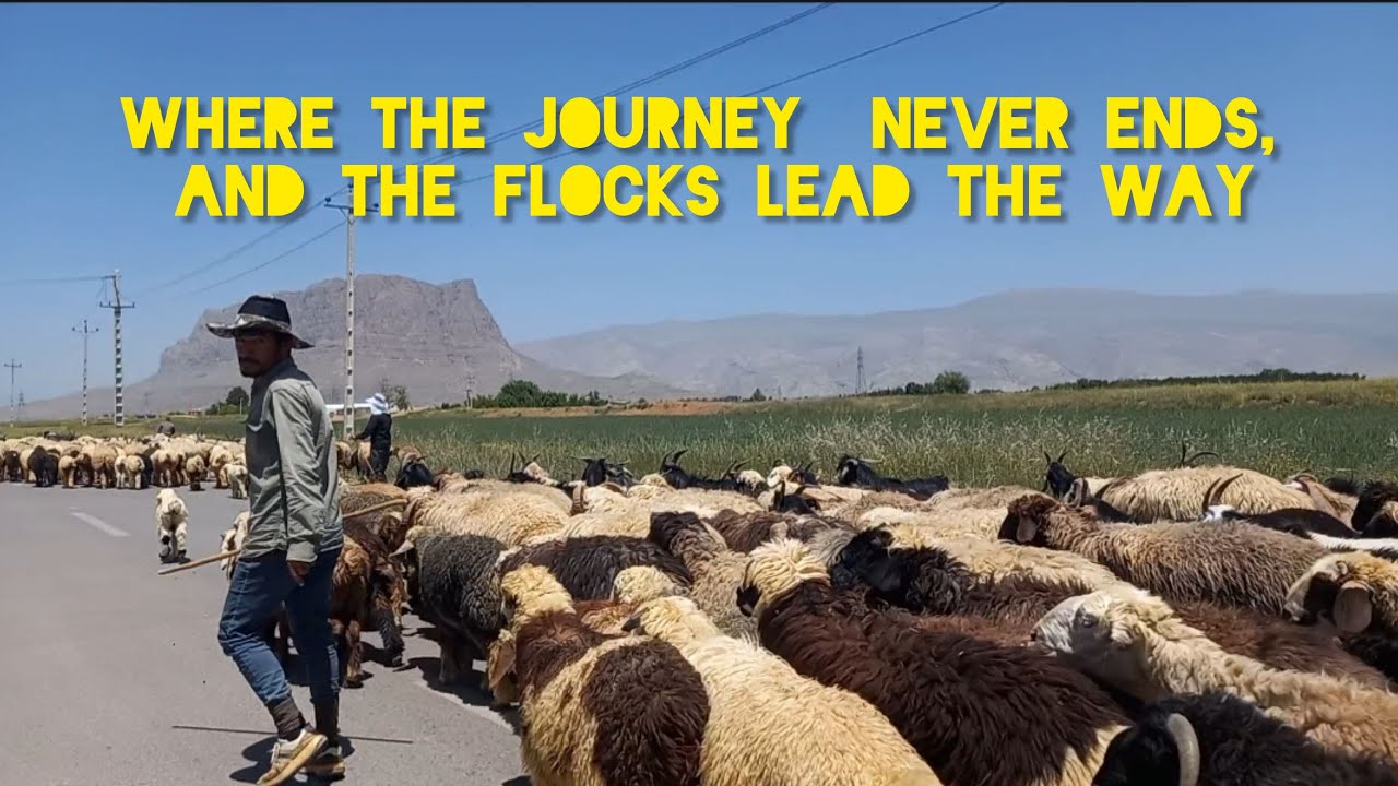 Spring migration of Iranian nomads. What is Yeylaq? Traditional summer pastures