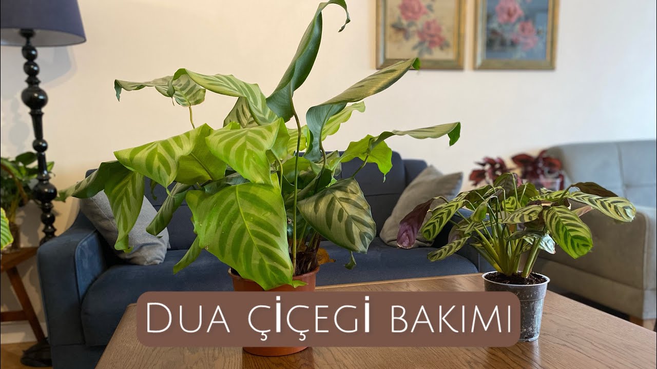 Dua Çiçeği Ctenanthe Bakımı