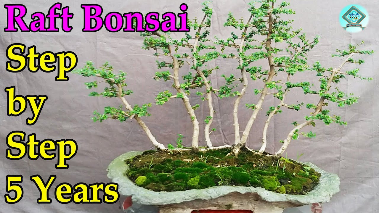 র‍্যাফট স্টাইল বনসাই রিপটিং পদ্ধতি | How to Repot a Raft Style Bonsai | Raft Style Bonsai |