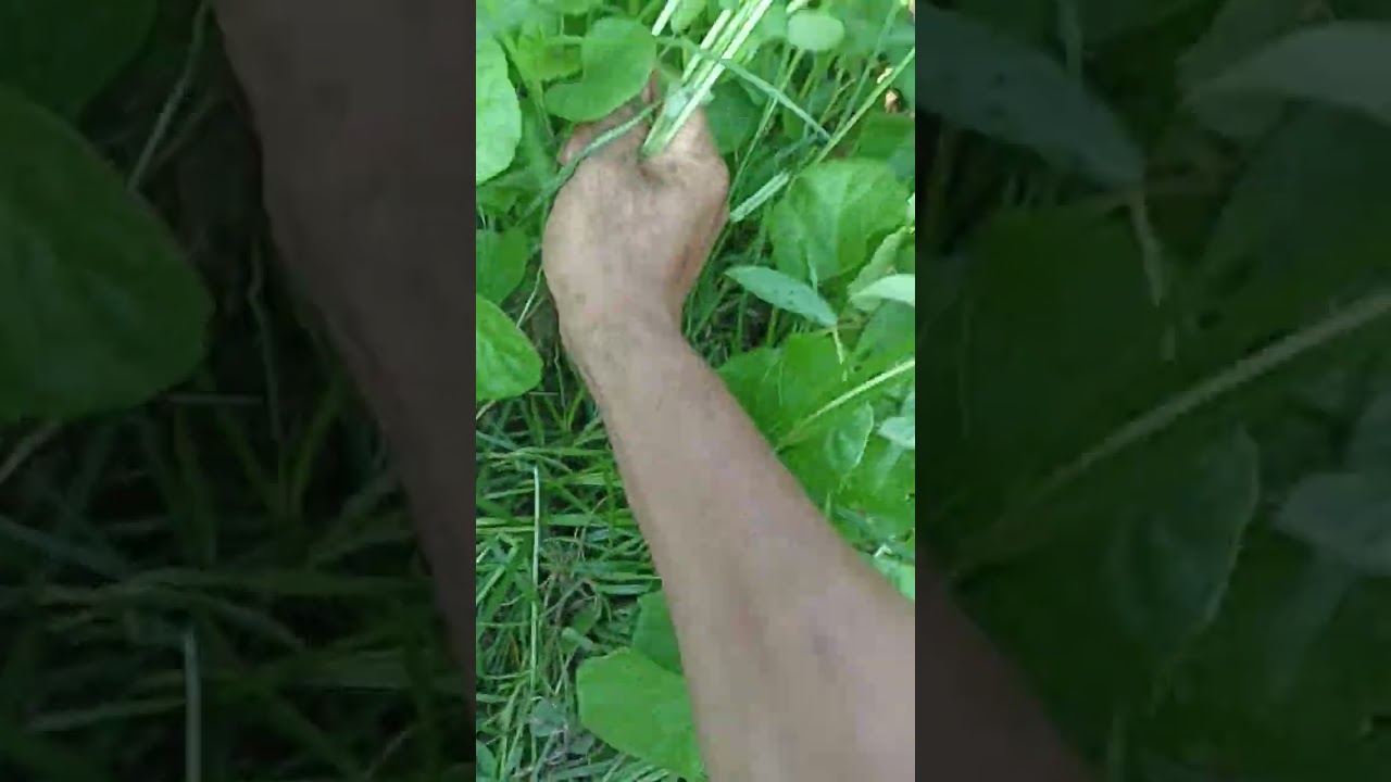 #saluyot #farmlife #farmvideo