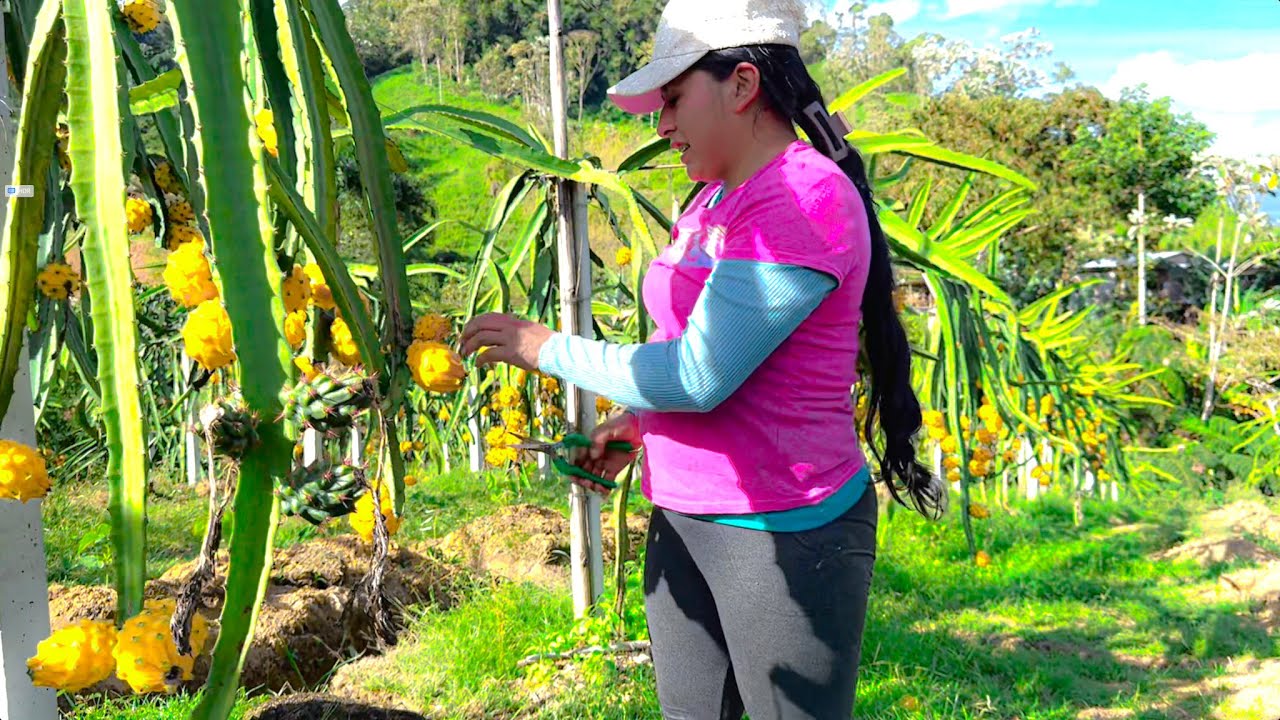 Así se cosecha la Pitahaya en la Amazonia