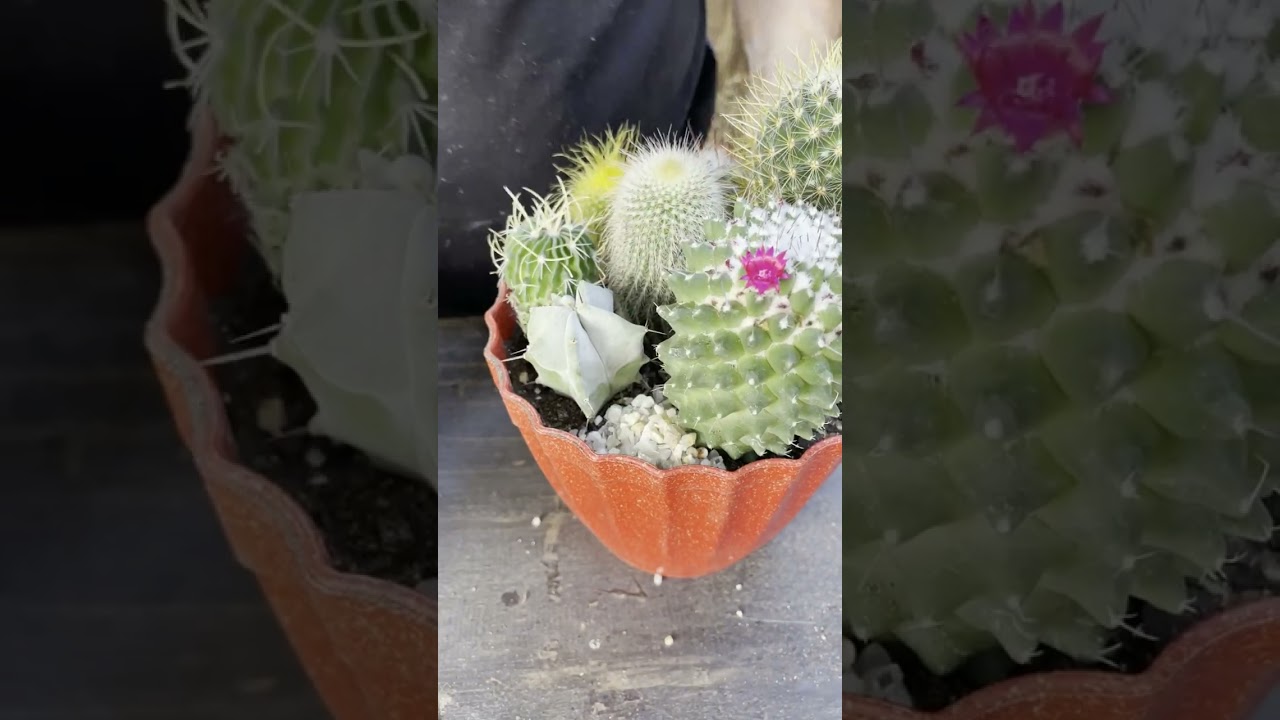 COMO COMBINAR DIFERENTES TIPOS DE CACTOS EM UM ARRANJO 