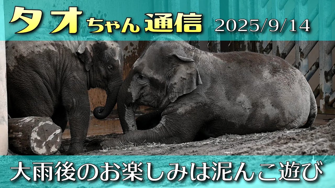 タオちゃん通信 2025/9/14 泥んこデー #円山動物園 #アジアゾウ