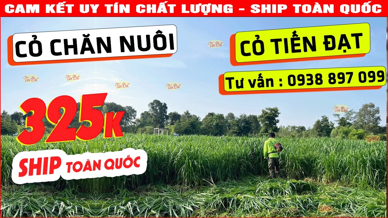 Loại cỏ năng suất cao, mềm, ngọt để vật nuôi lớn nhanh? Cỏ Ghine Mombasa Cỏ Sả Lá Lớn là câu trả lời