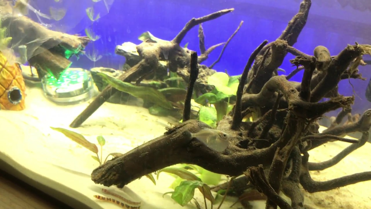Запускаем в аквариум рыбок топорик. thoracocharax stellatus