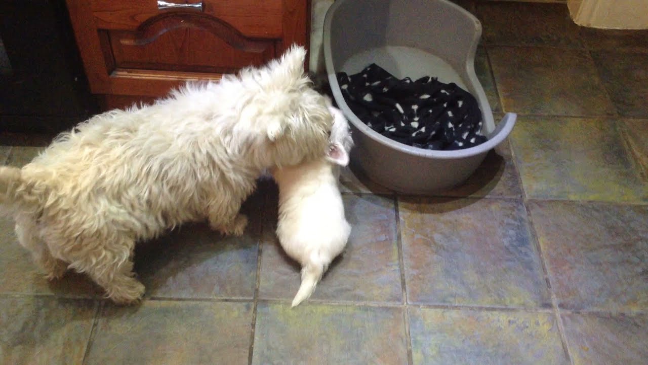 Two 8 week old Westie pups. Time for bed said Westie Mum. Cute!