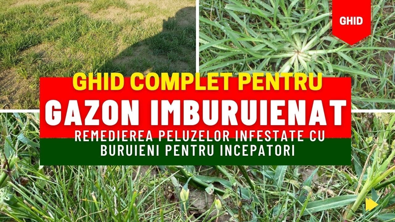 Refacerea gazonului infestat cu buruieni sau gazon rarit.Pasi pentru remediere.Erbicide.Prevenire.